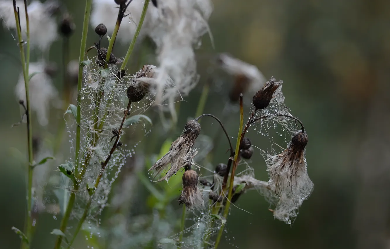 Photo wallpaper autumn, dew drops, withered flowers