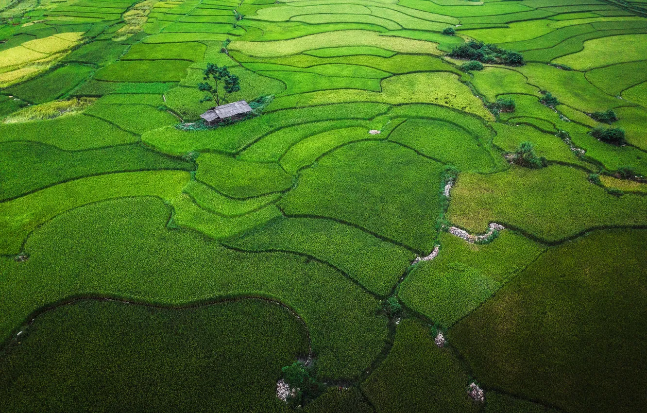 Photo wallpaper green, rice, plantation