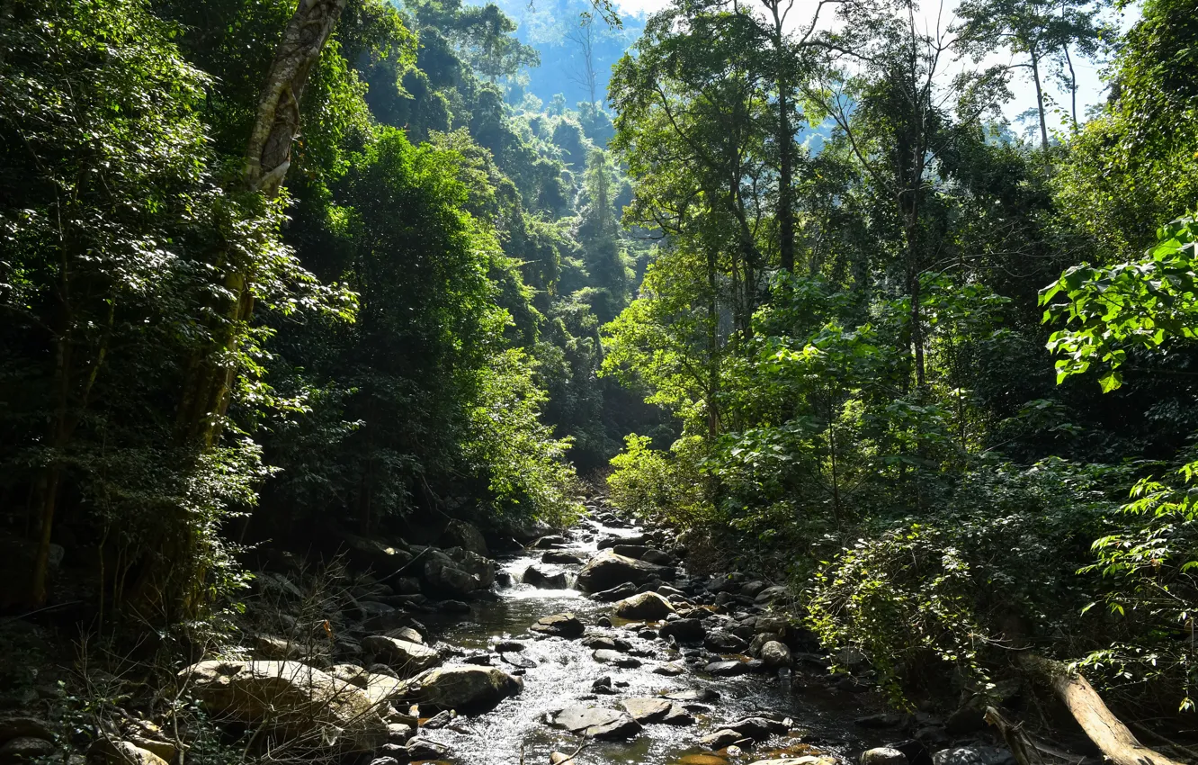 Photo wallpaper greens, forest, the sun, trees, tropics, stream, stones, jungle