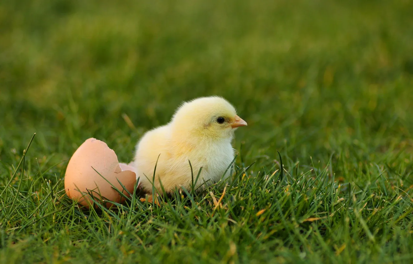 Photo wallpaper grass, shell, chicken