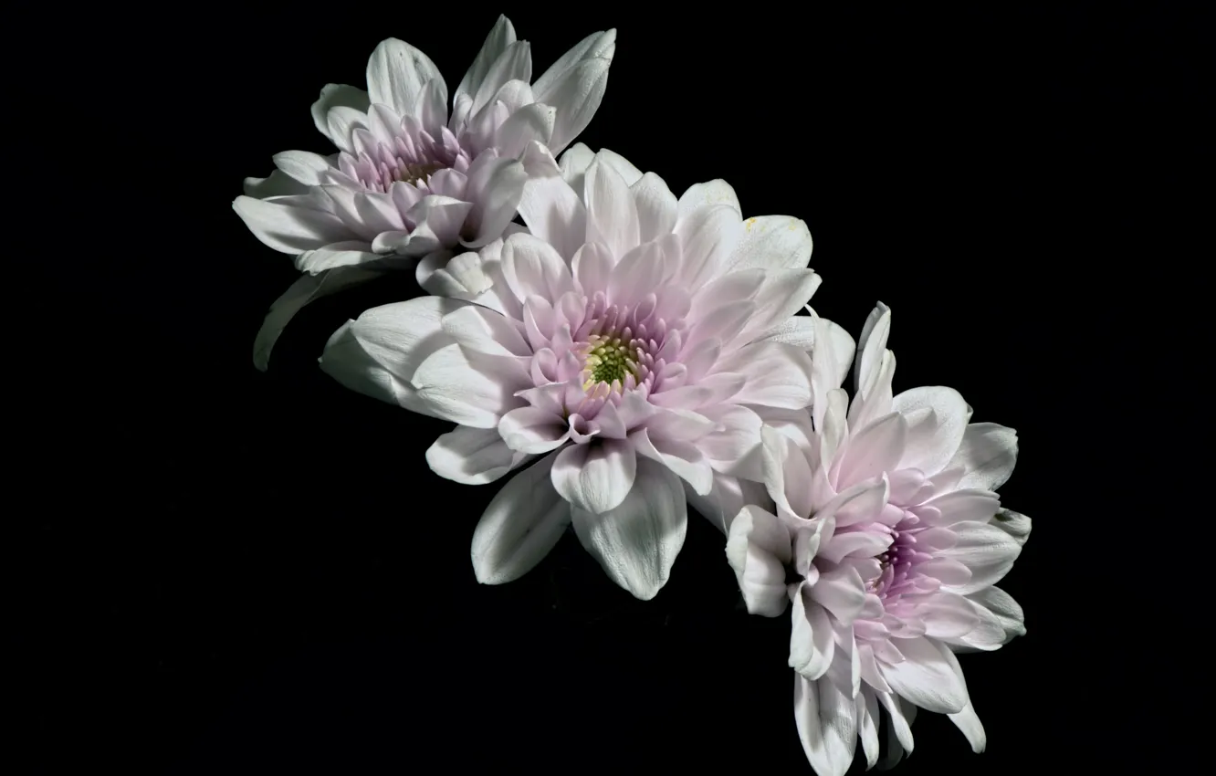 Photo wallpaper flowers, nature, background