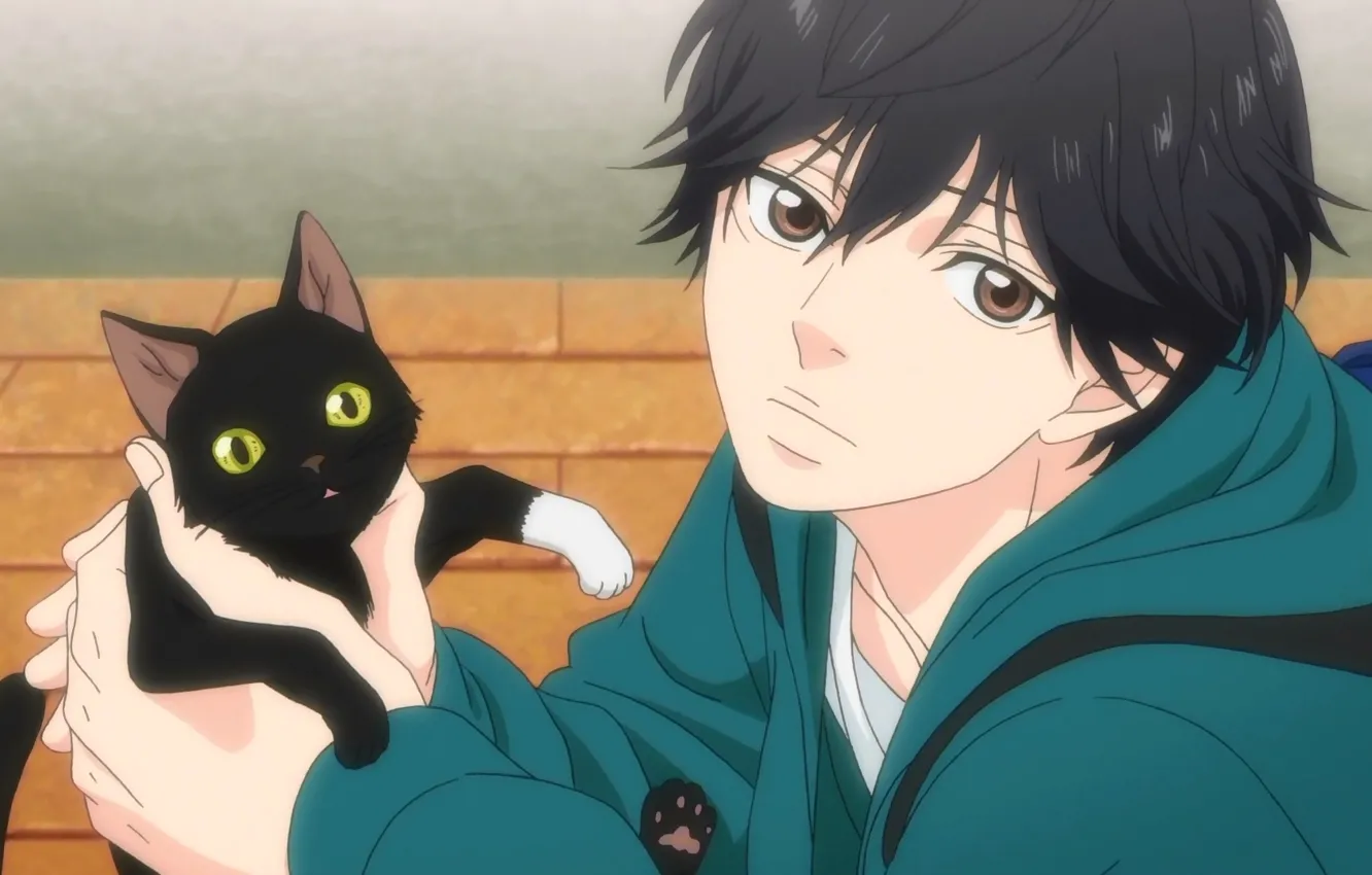 Photo wallpaper Cat, Male, Screenshot, Mabuchi Ko, Ao Haru Ride