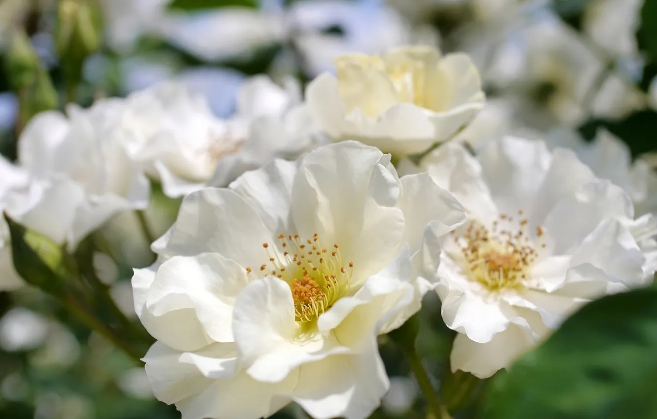 Photo wallpaper macro, white roses, bokeh