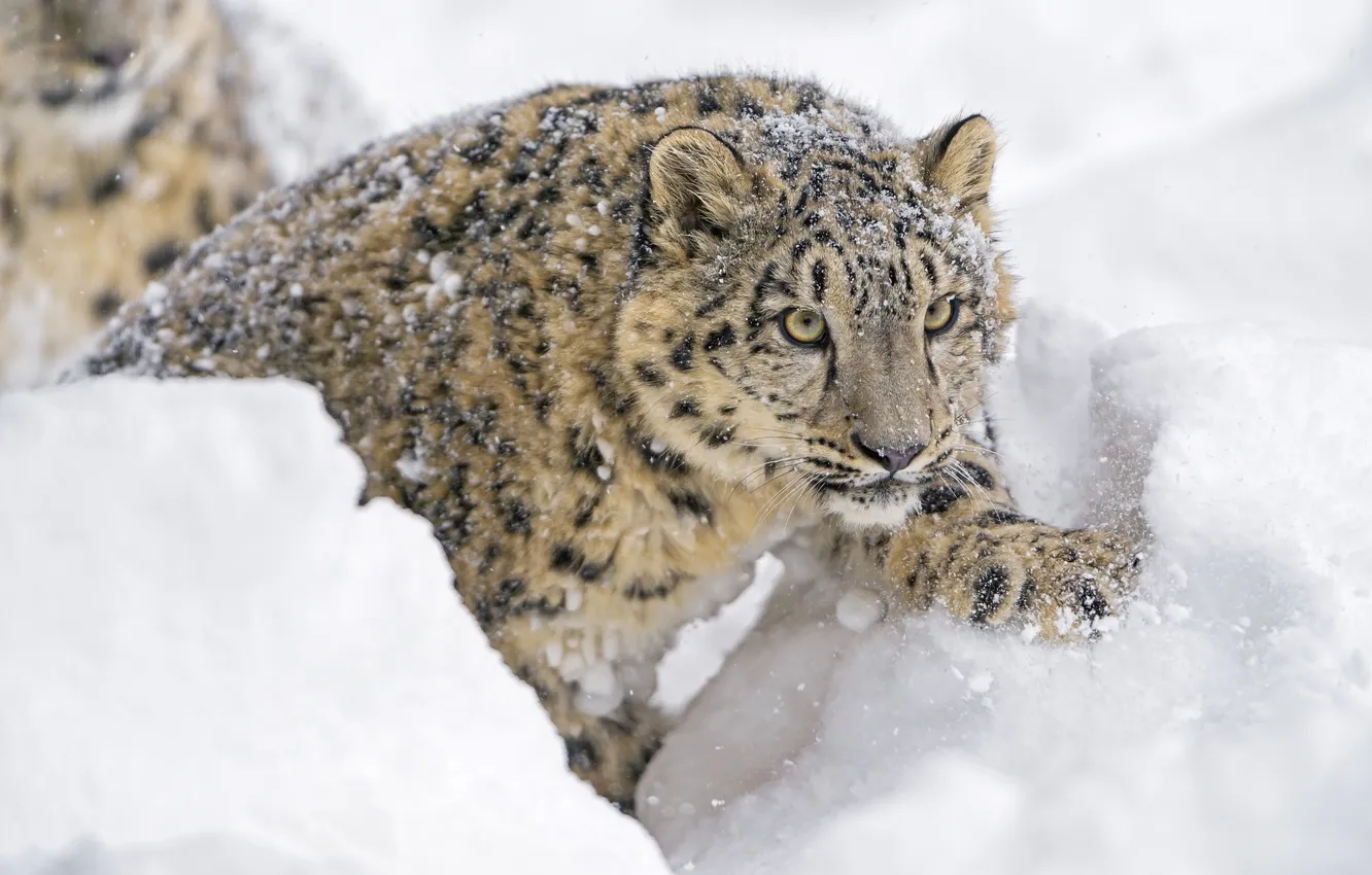 Photo wallpaper winter, face, snow, paw, predator, IRBIS, snow leopard, cub