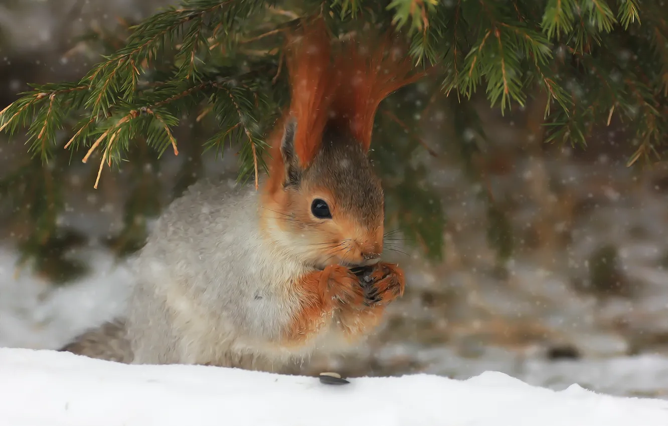 Photo wallpaper winter, forest, snow, spruce, protein