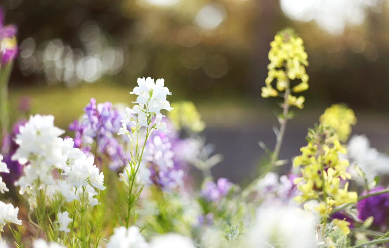 Photo wallpaper grass, light, flowers, nature, glare, glade, plants, spring