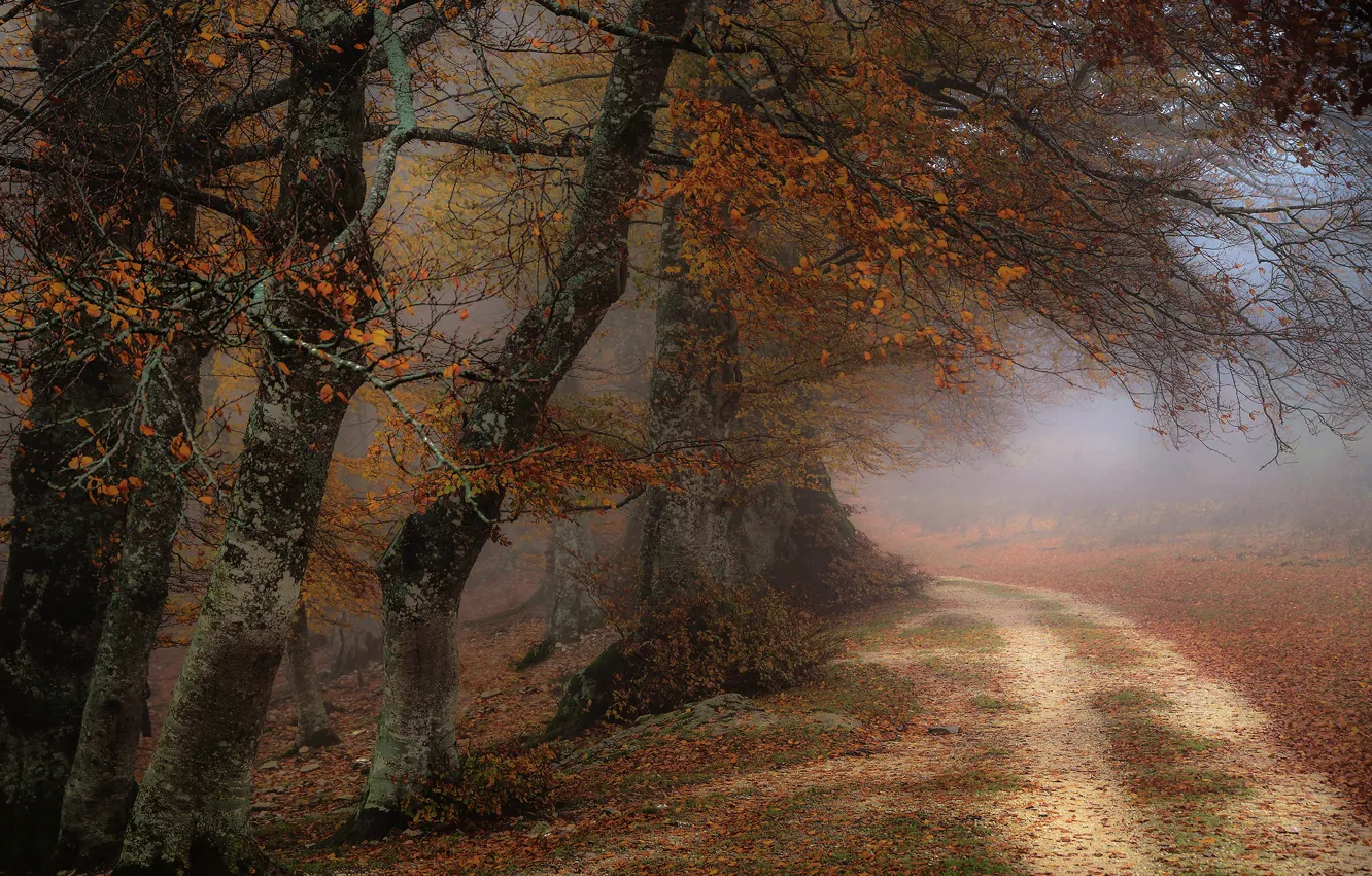 Photo wallpaper road, autumn, leaves, trees