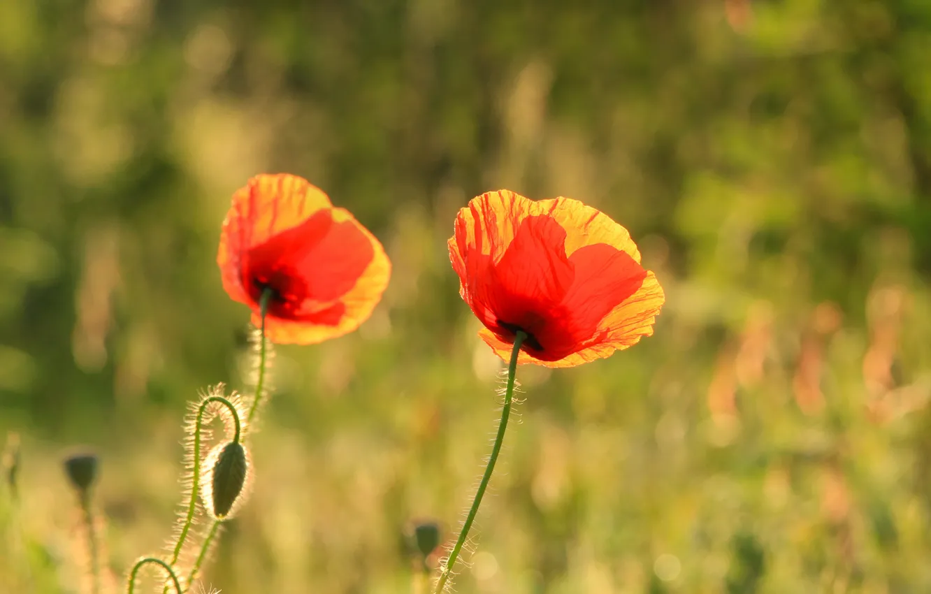 Photo wallpaper red, flower, garden, poppy