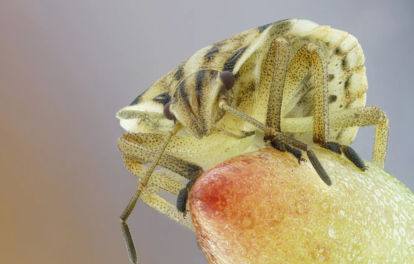 Photo wallpaper macro, berries, background, beetle, bug