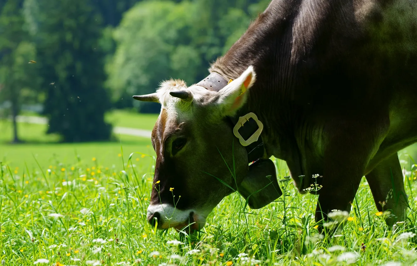 Photo wallpaper cows, meadow, bells
