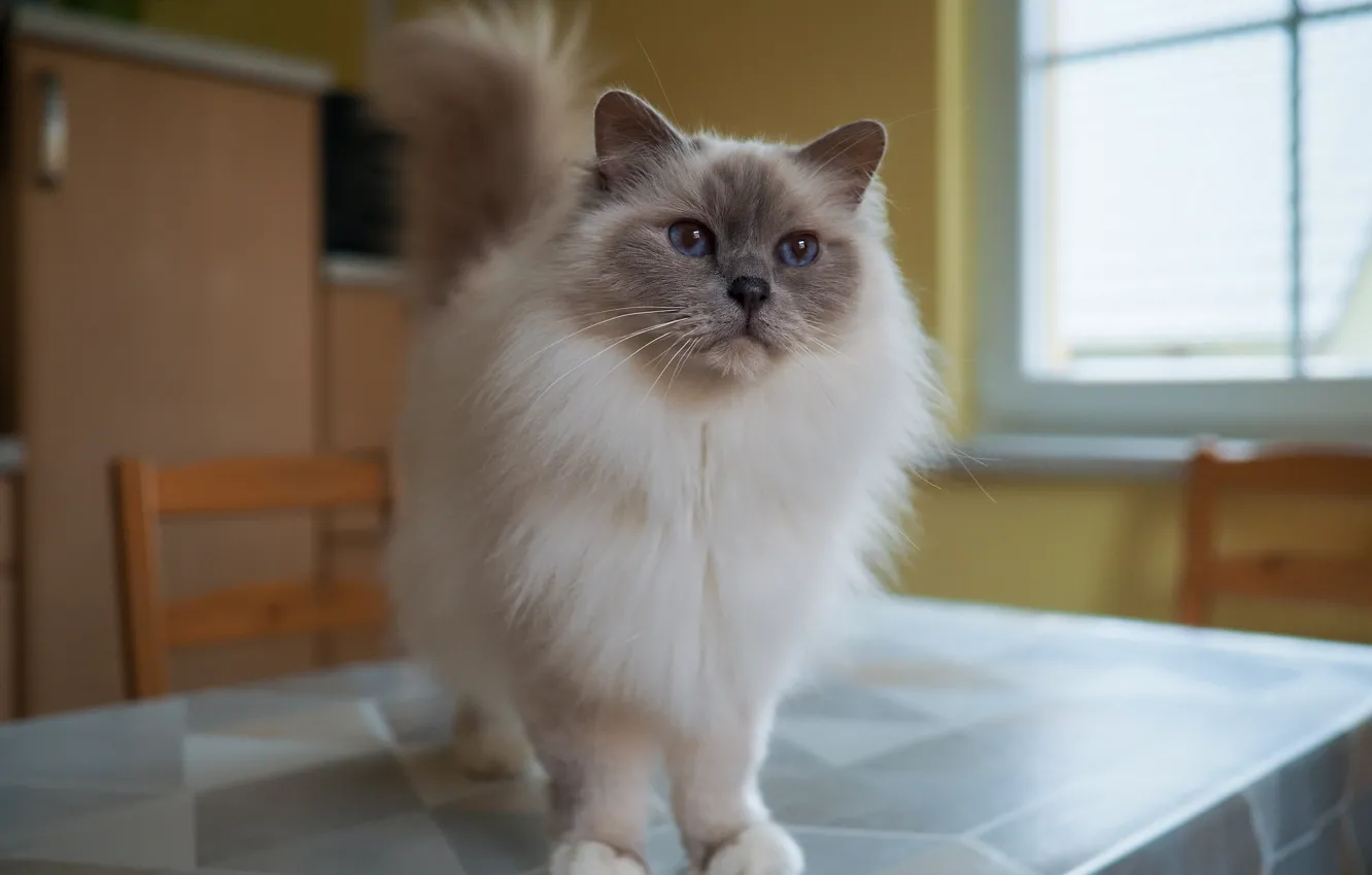 Photo wallpaper cat, cat, look, pose, table, room, fluffy, window