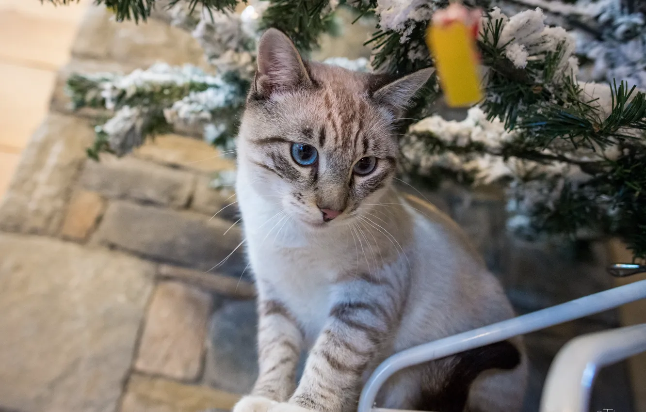 Photo wallpaper pose, kitty, tree, blue eyes