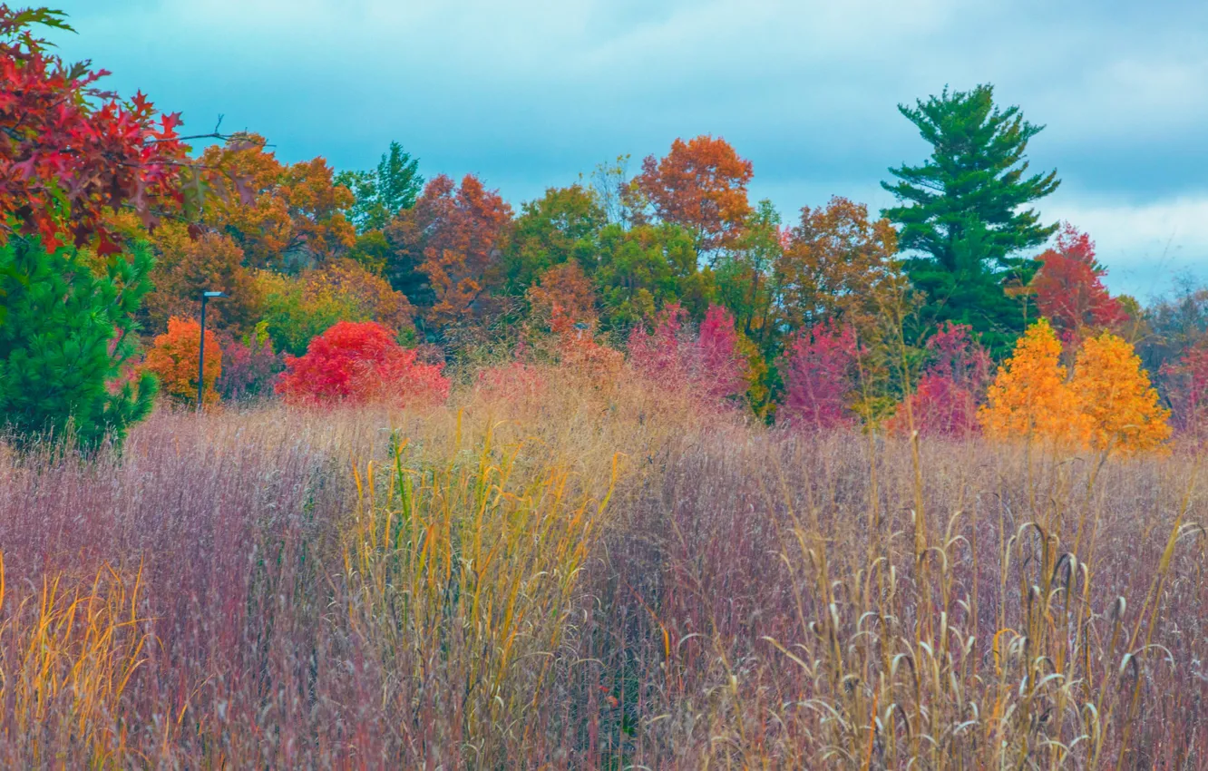 Photo wallpaper field, autumn, forest, grass, trees, paint, meadow, the crimson