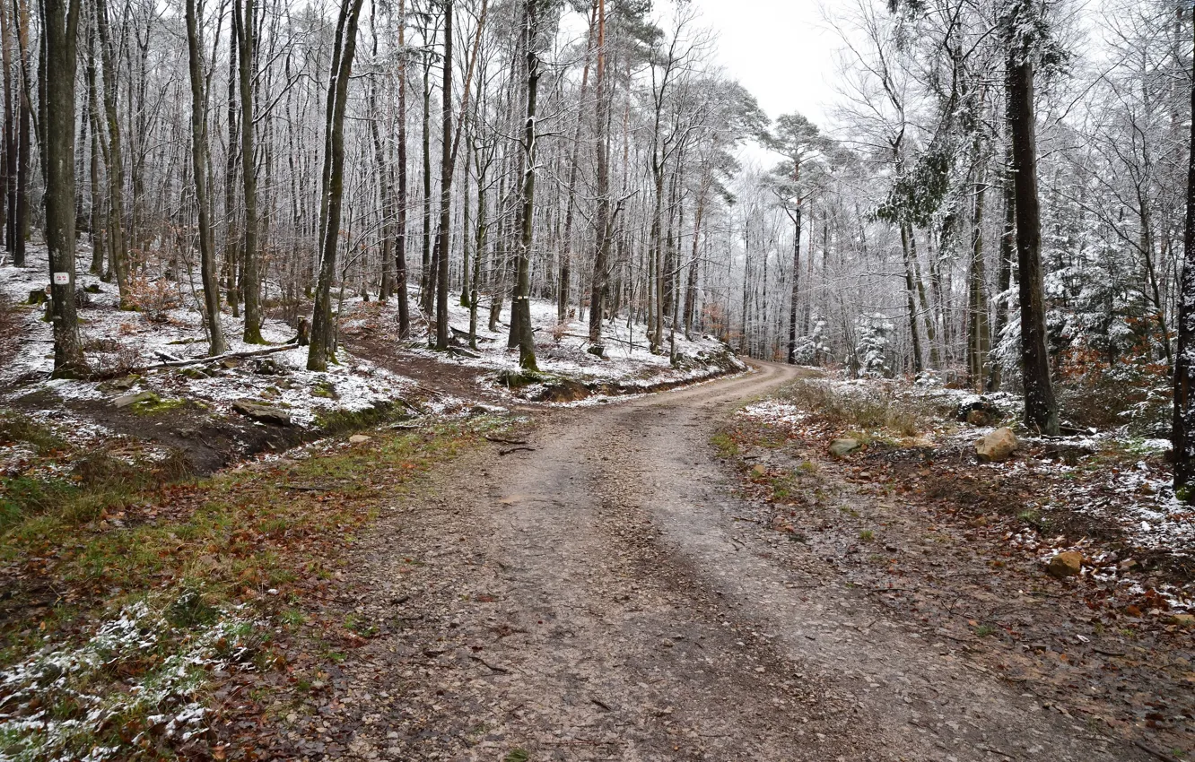 Photo wallpaper winter, road, forest