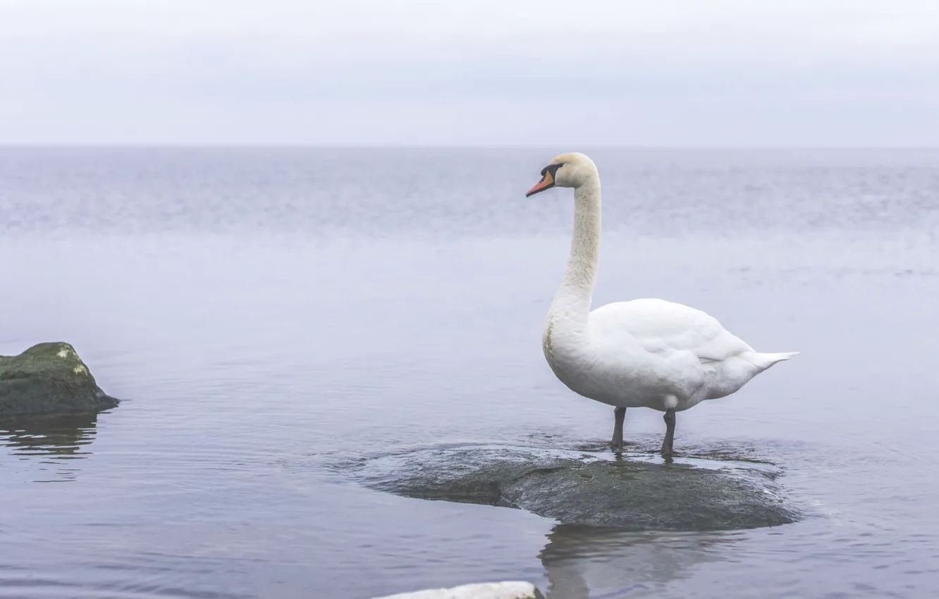 Photo wallpaper sea, water, stay, Swan