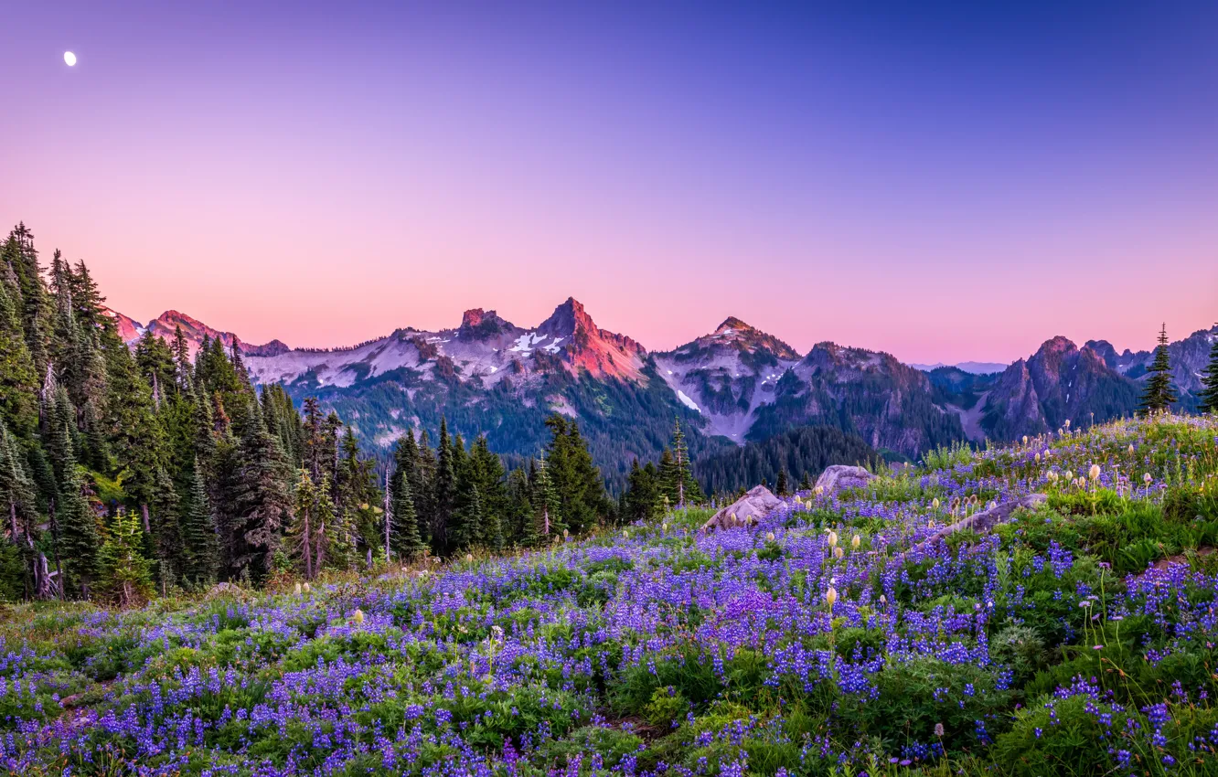 Photo wallpaper forest, the sky, flowers, mountains, Park, Washington, Mount Rainier National Park