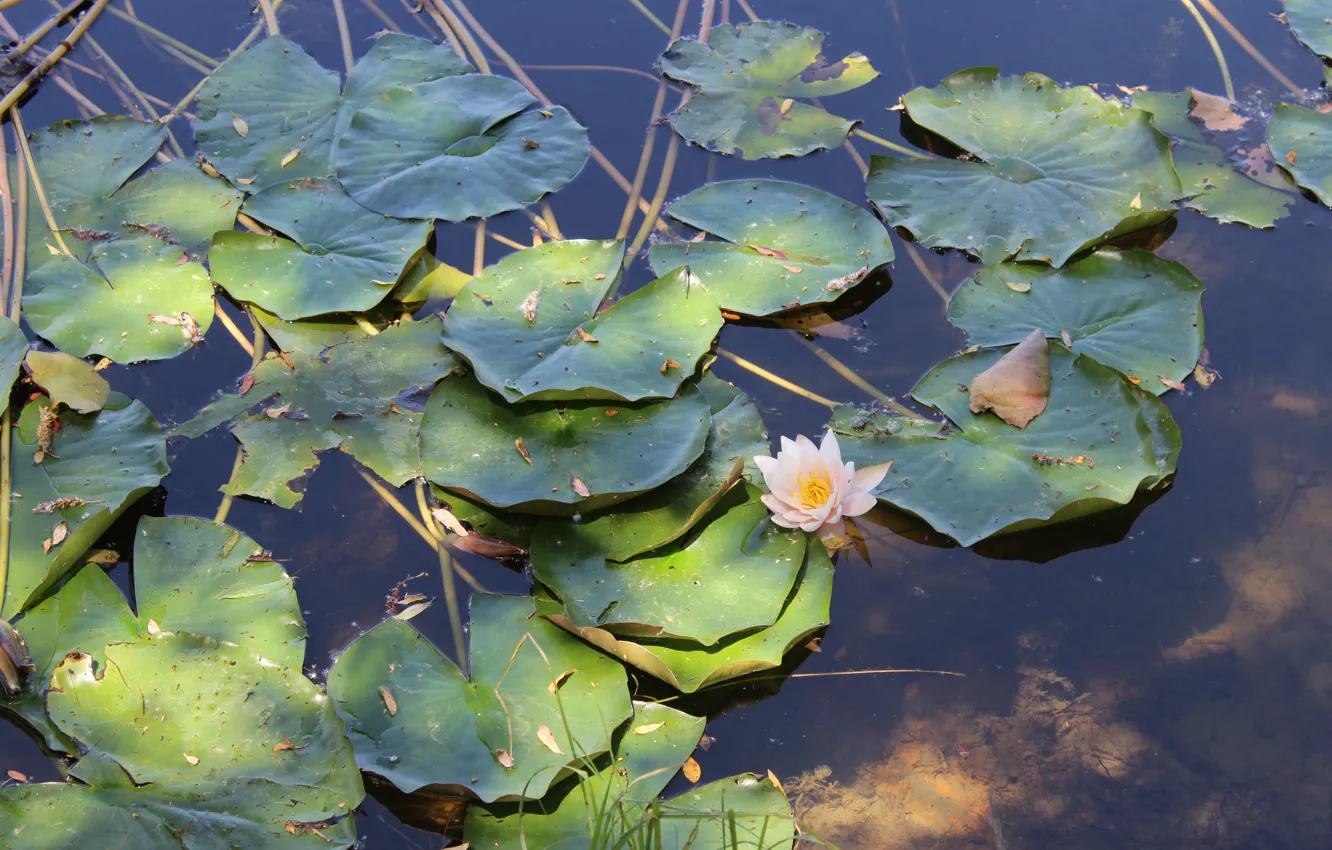 Photo wallpaper water, lake, Lily