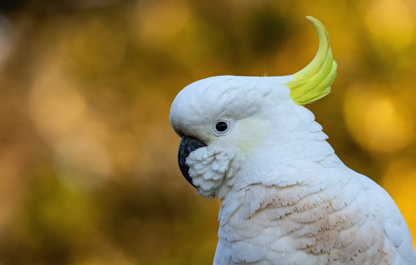 Photo wallpaper white, bird, portrait, parrot, yellow background, crest, cockatoo