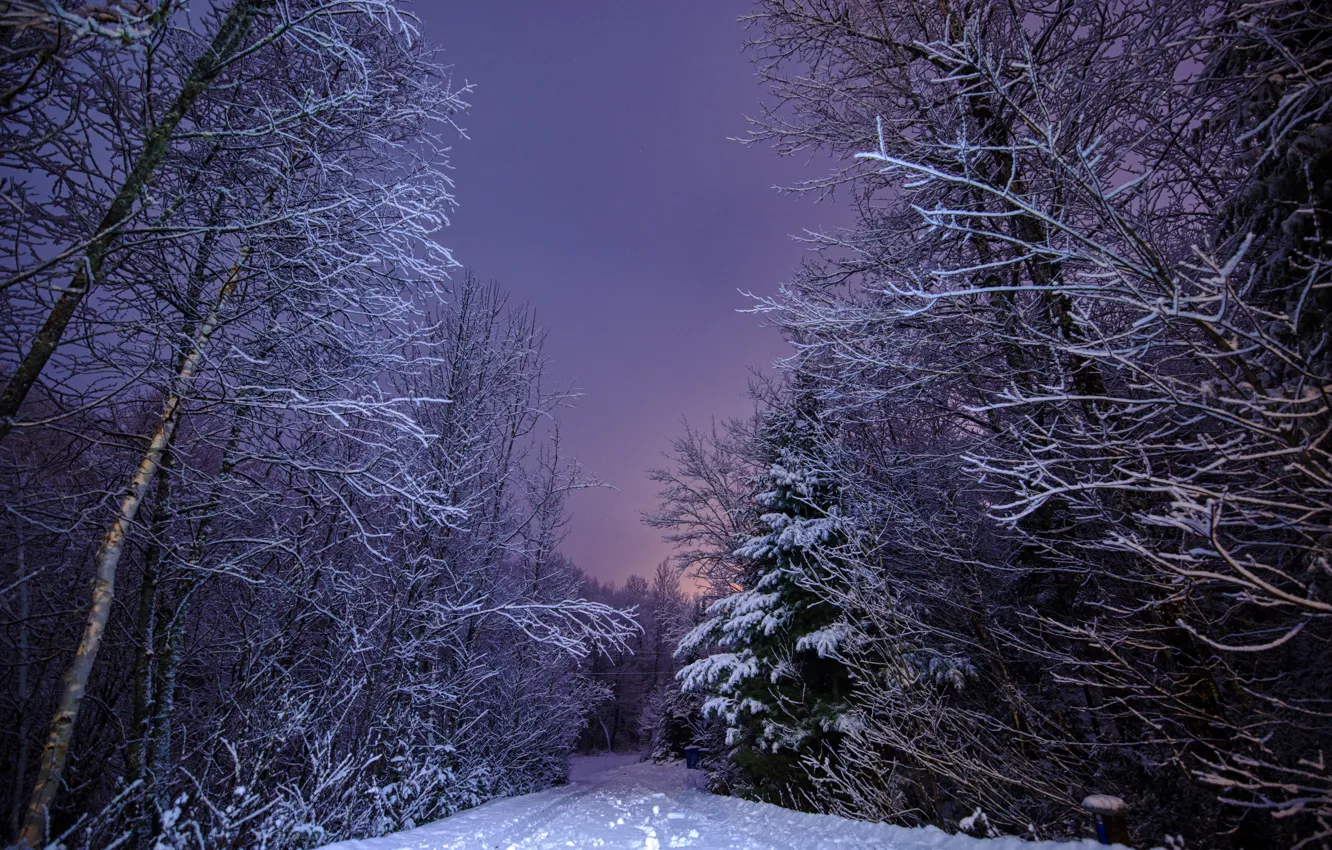 Photo wallpaper winter, road, forest, snow, landscape, nature, the evening