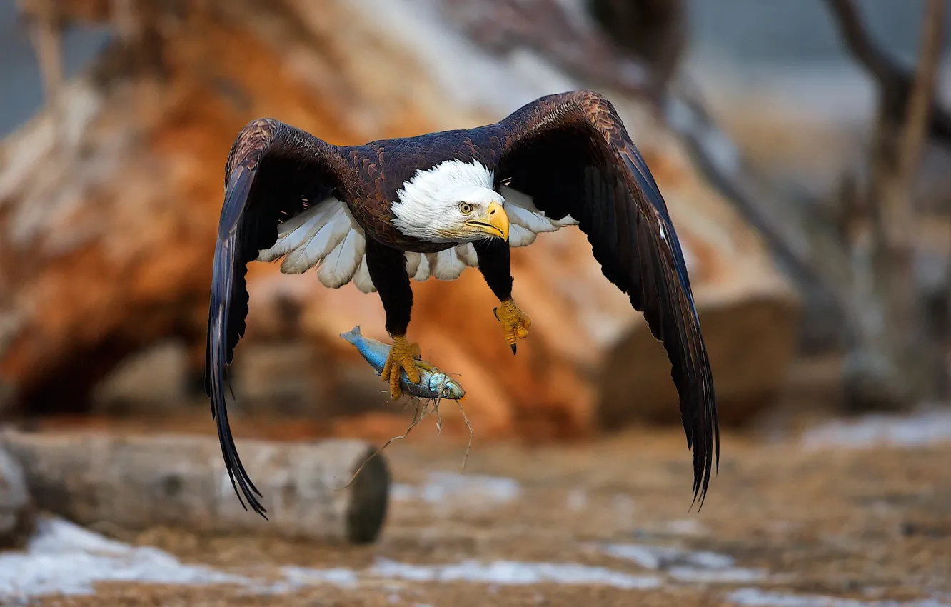 Photo wallpaper bird, fish, eagle, mining, catch