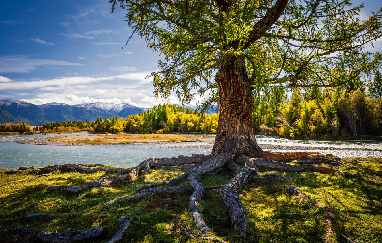 Photo wallpaper autumn, forest, trees, mountains, branches, roots, river, shore