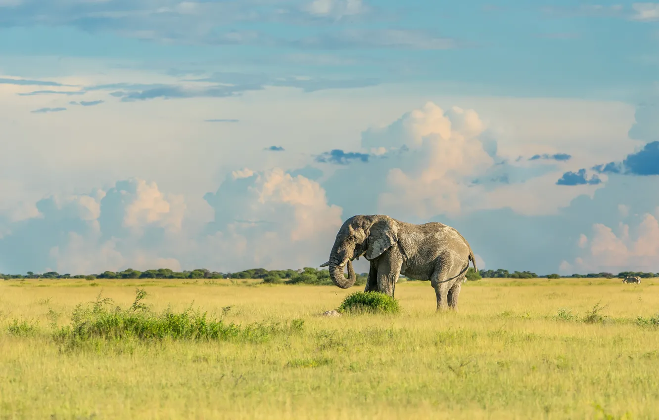 Photo wallpaper field, the sky, grass, clouds, elephant, Savannah