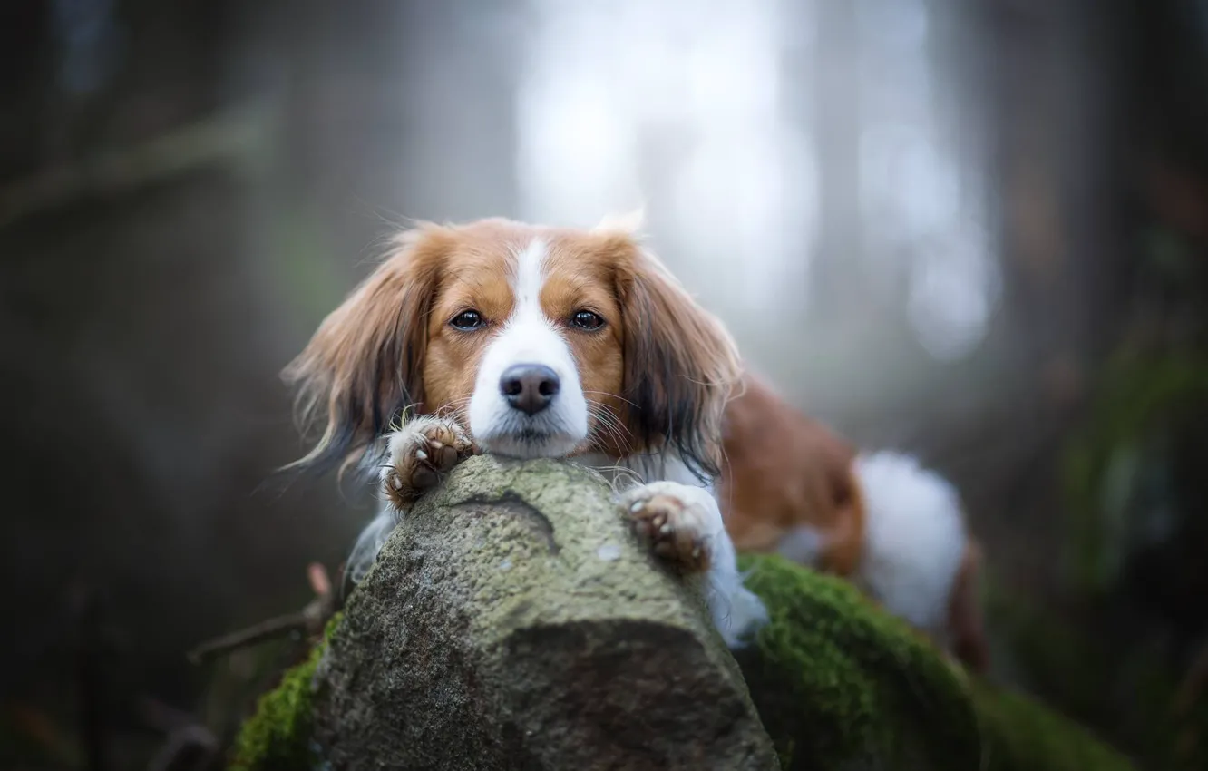 Photo wallpaper look, stones, moss, dog, face, bokeh