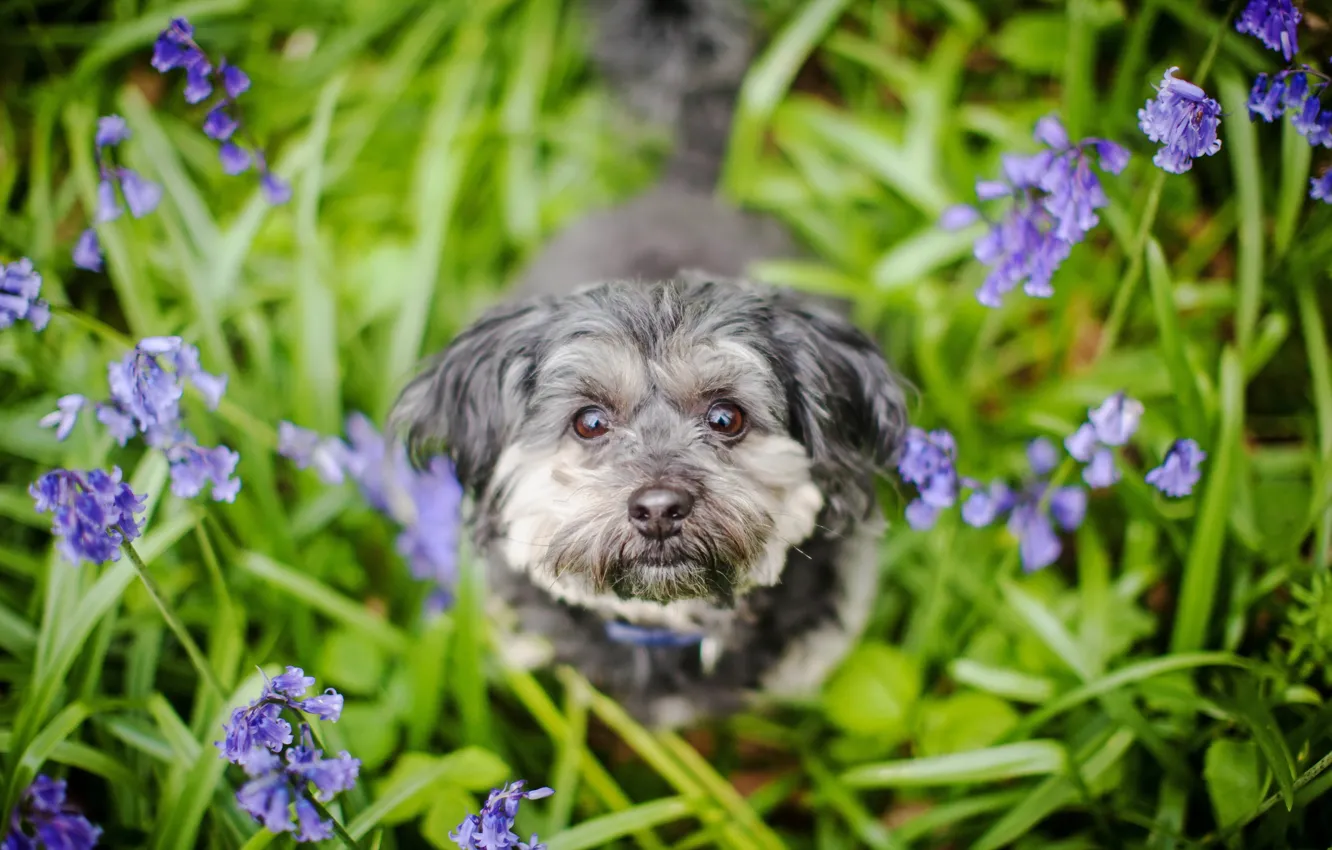 Photo wallpaper look, each, dog