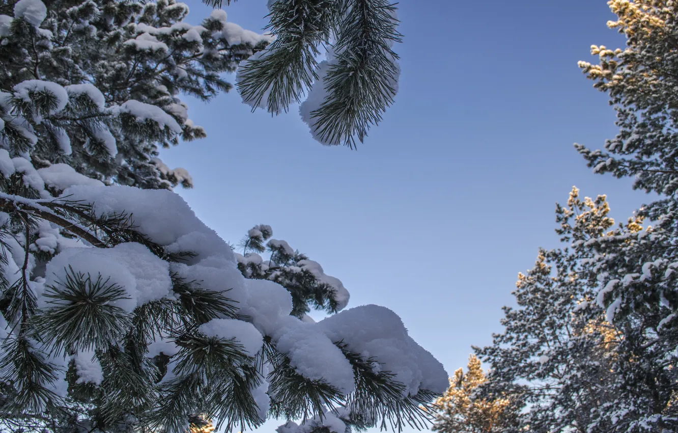 Photo wallpaper snow, tree, Pine, covered, snow