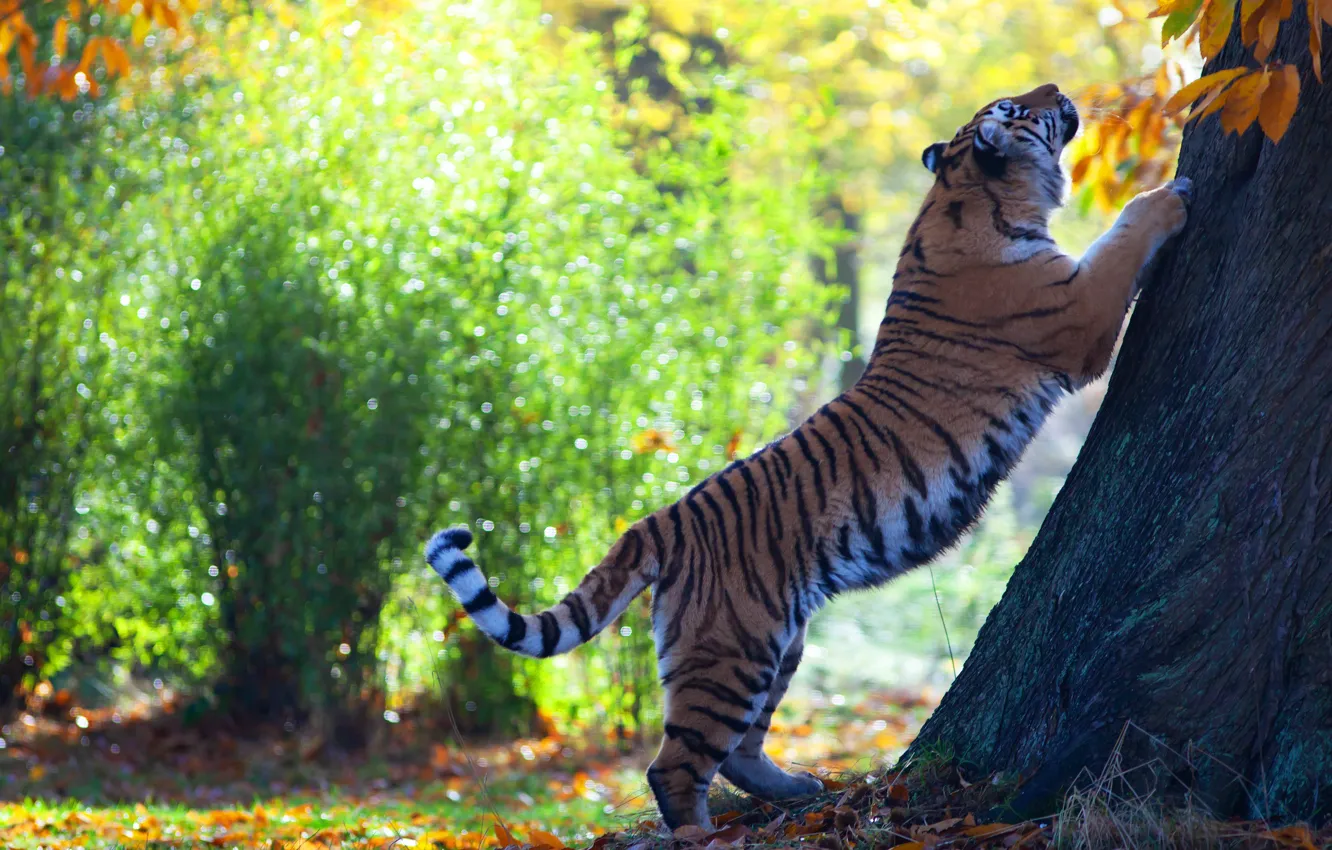 Photo wallpaper autumn, light, nature, tiger, pose, Park, tree, foliage