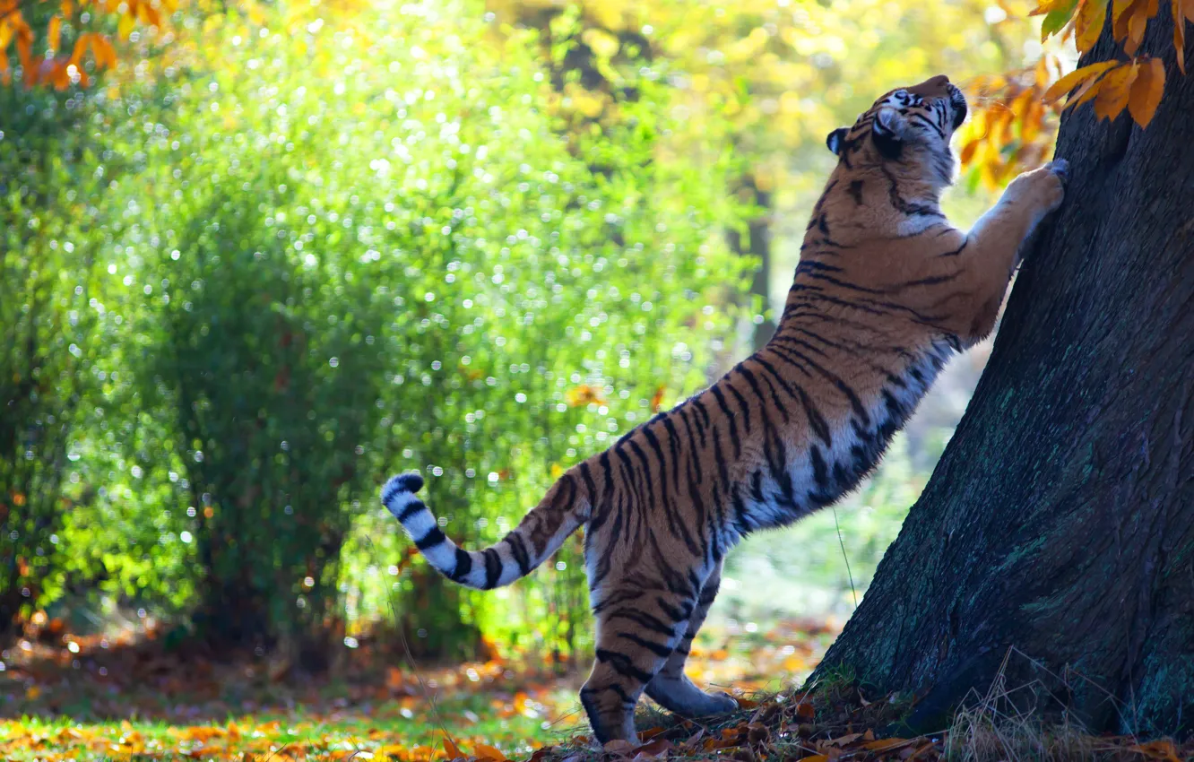 Photo wallpaper autumn, light, trees, nature, tiger, pose, Park, foliage