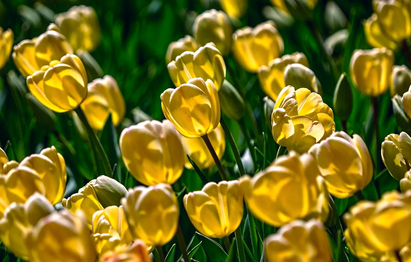 Photo wallpaper yellow, bright, tulips