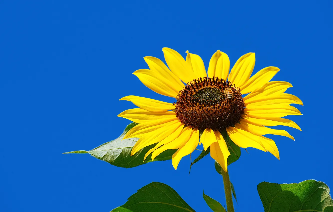 Photo wallpaper the sky, sunflowers, flowers, blue, bee