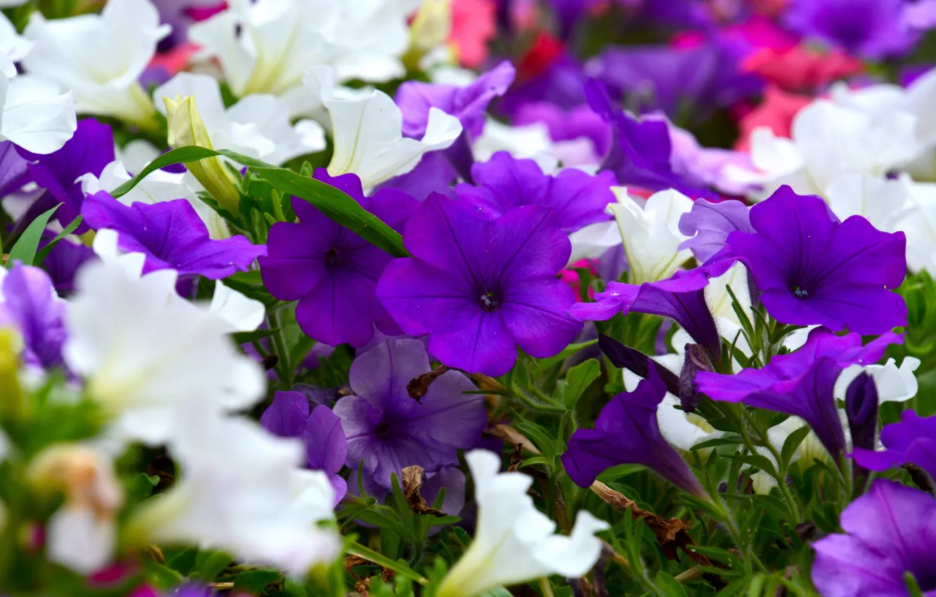 Photo wallpaper flowers, garden, purple, white, flowerbed, bokeh, petunias