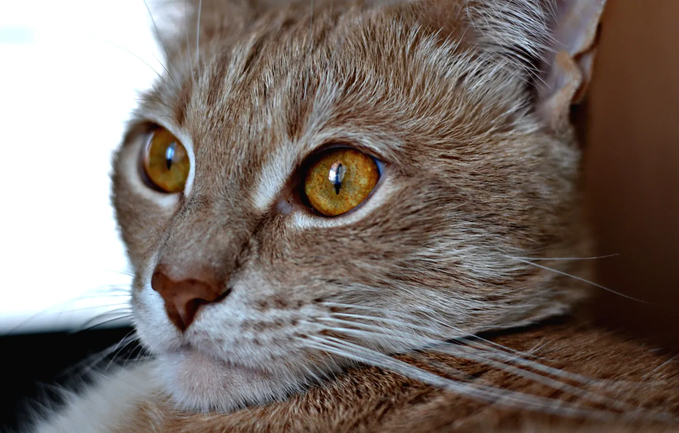 Photo wallpaper cat, eyes, animal, beast