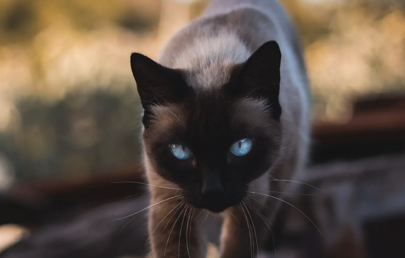 Photo wallpaper animals, cat, blue eyes, cats, look, pet, glance, siamese