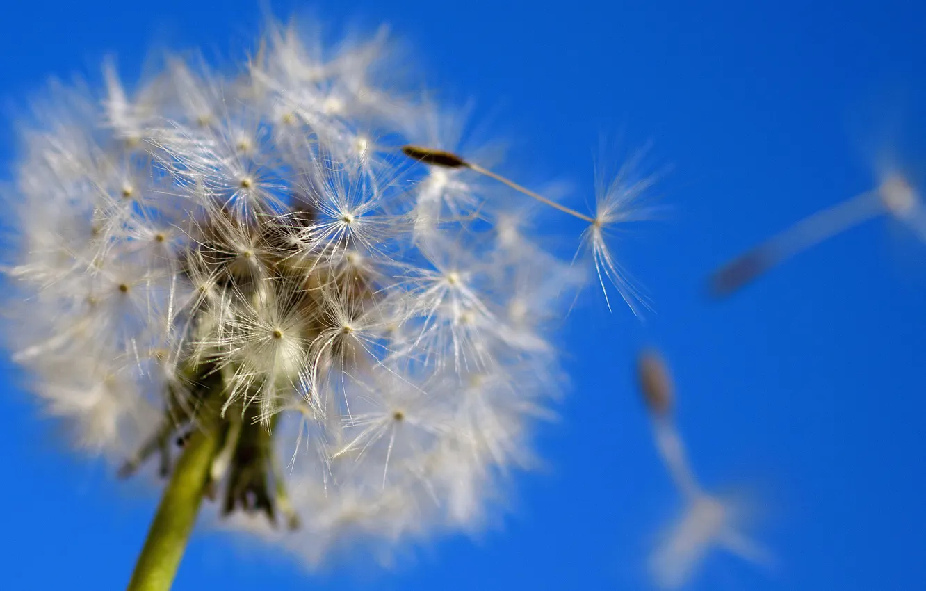 Photo wallpaper the sky, dandelion, the wind, ease, beauty, the air