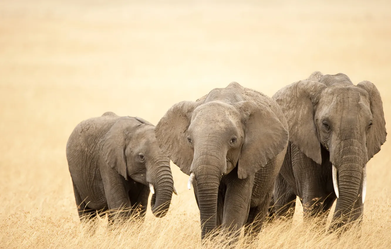 Photo wallpaper elephants, trunk, the herd