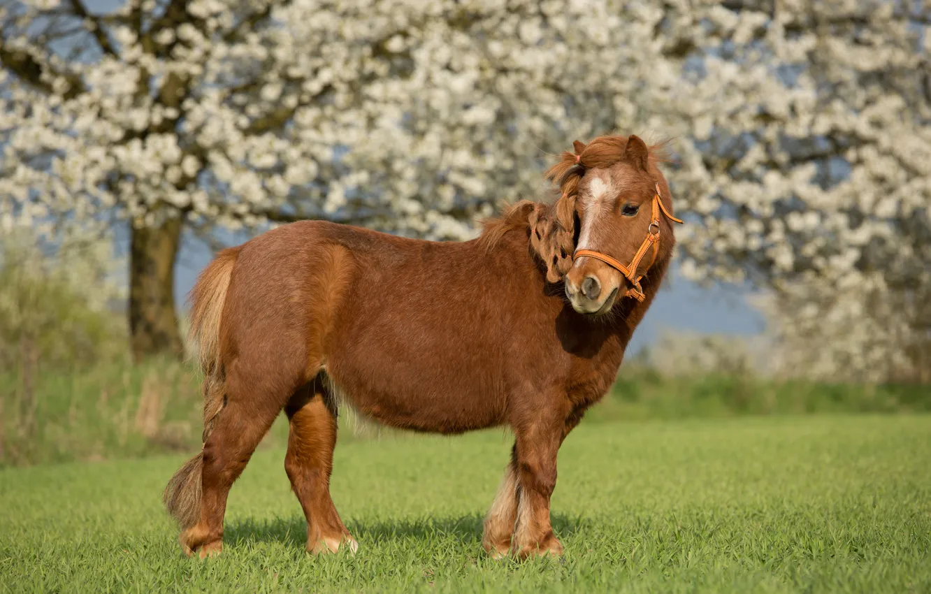 Photo wallpaper field, nature, animal, horse, weed, flowering trees