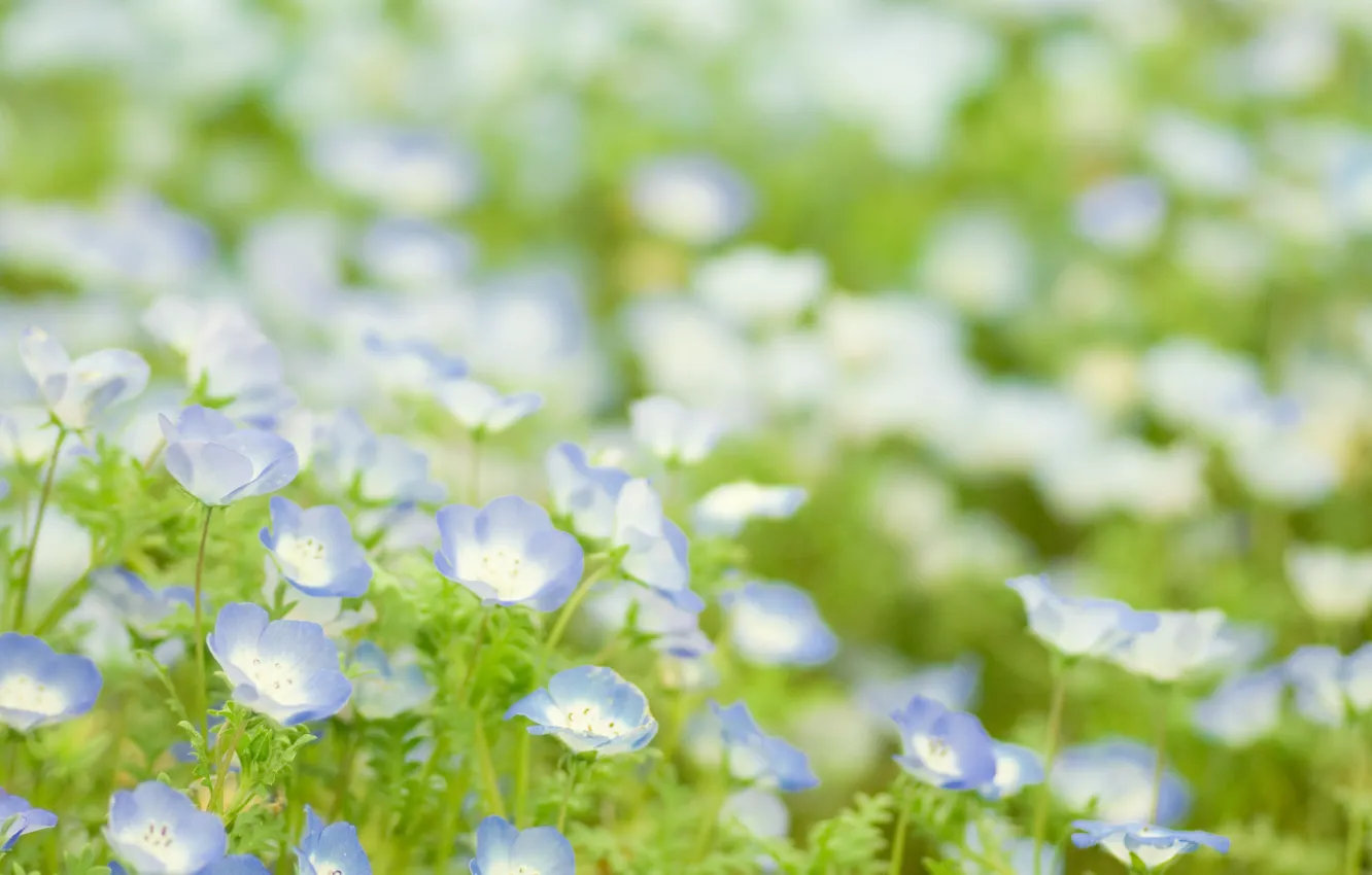Photo wallpaper greens, grass, macro, light, flowers, green, blue, glade