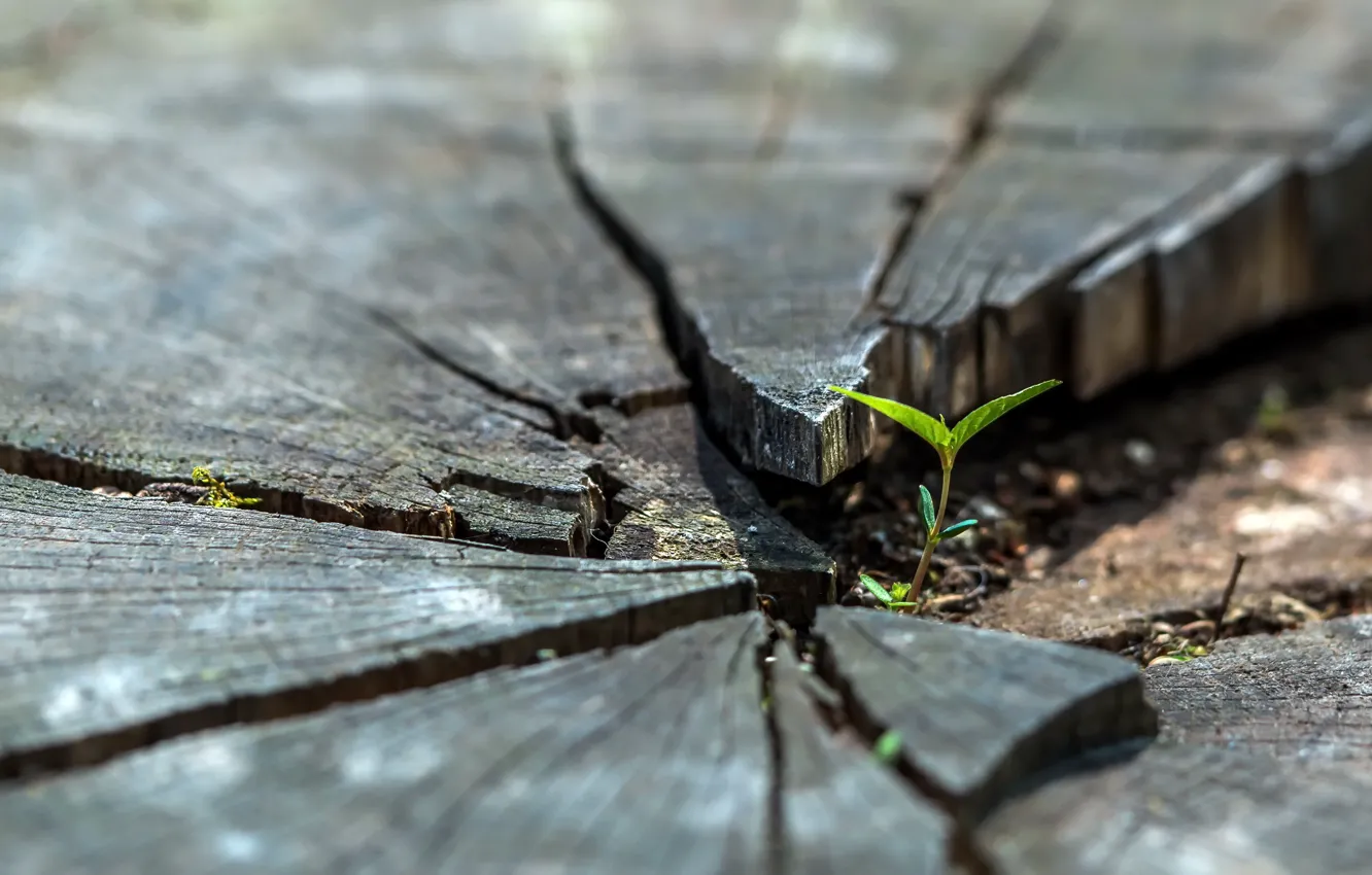 Photo wallpaper trees, nature, stump