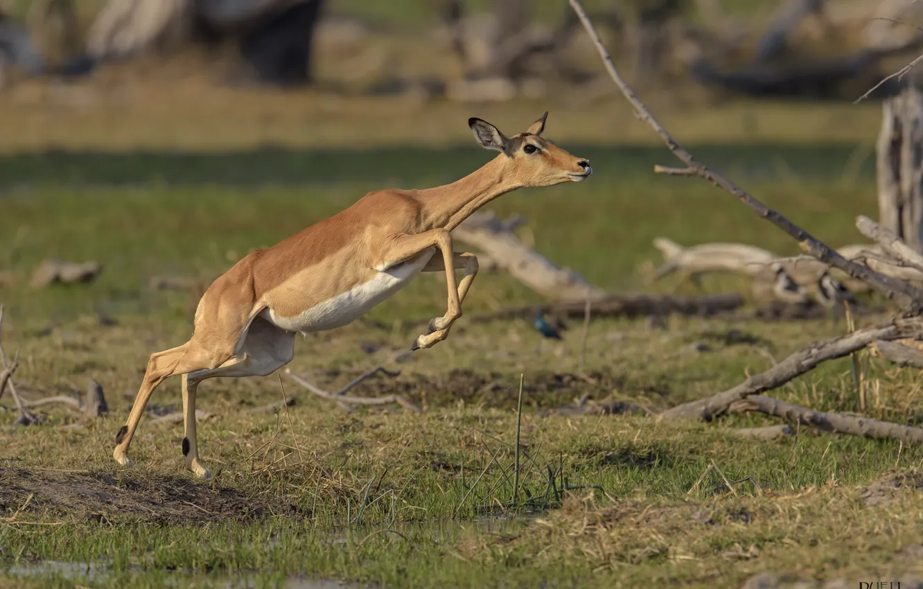 Photo wallpaper nature, movement, the time, jump, DUELL ©