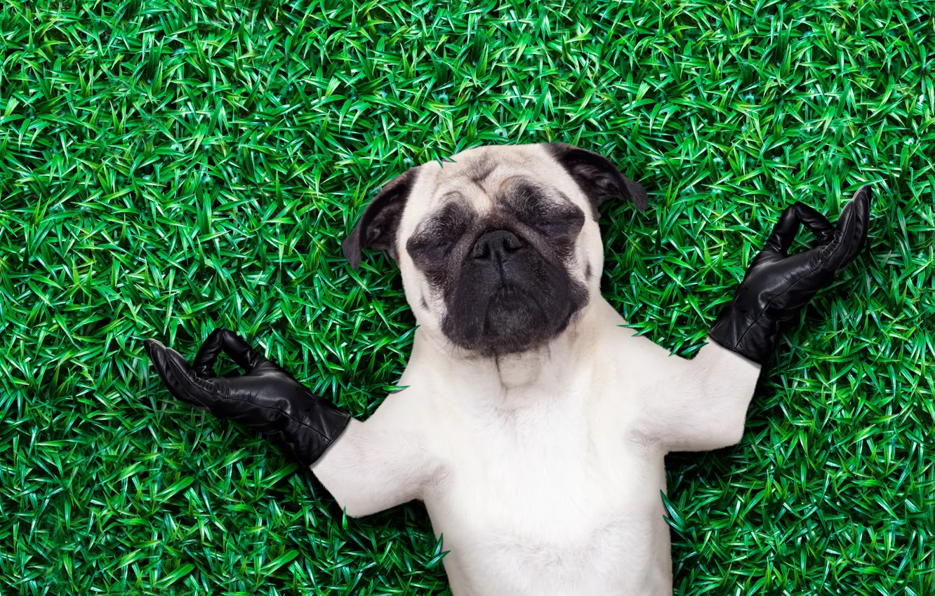 Photo wallpaper grass, dog, Fanny