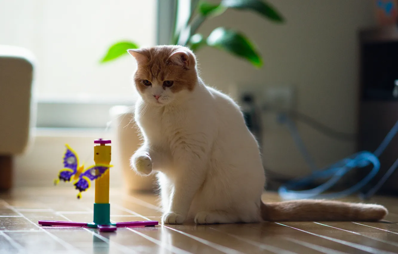 Photo wallpaper room, butterfly, toy, Ben Torode, Hannah, Benjamin Torode, floors