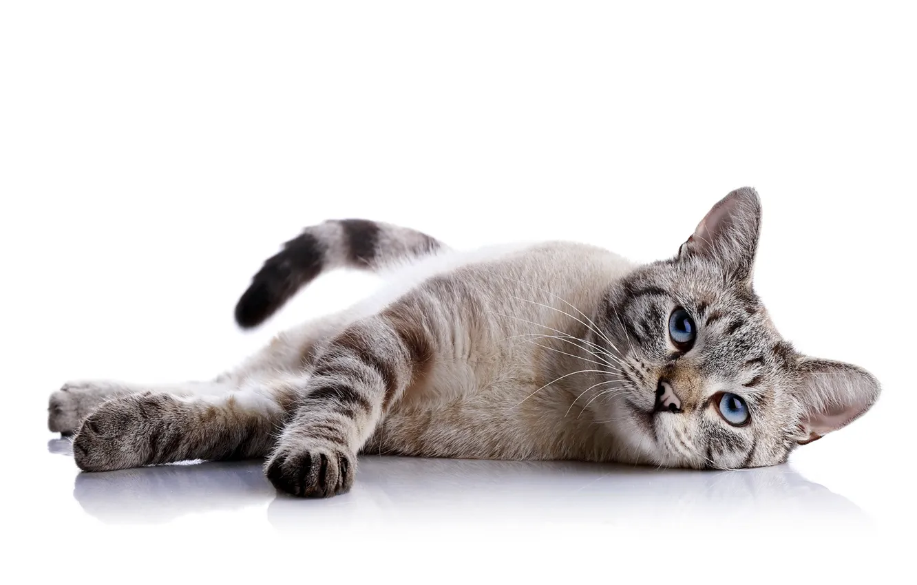 Photo wallpaper cat, cat, reflection, white background, lies