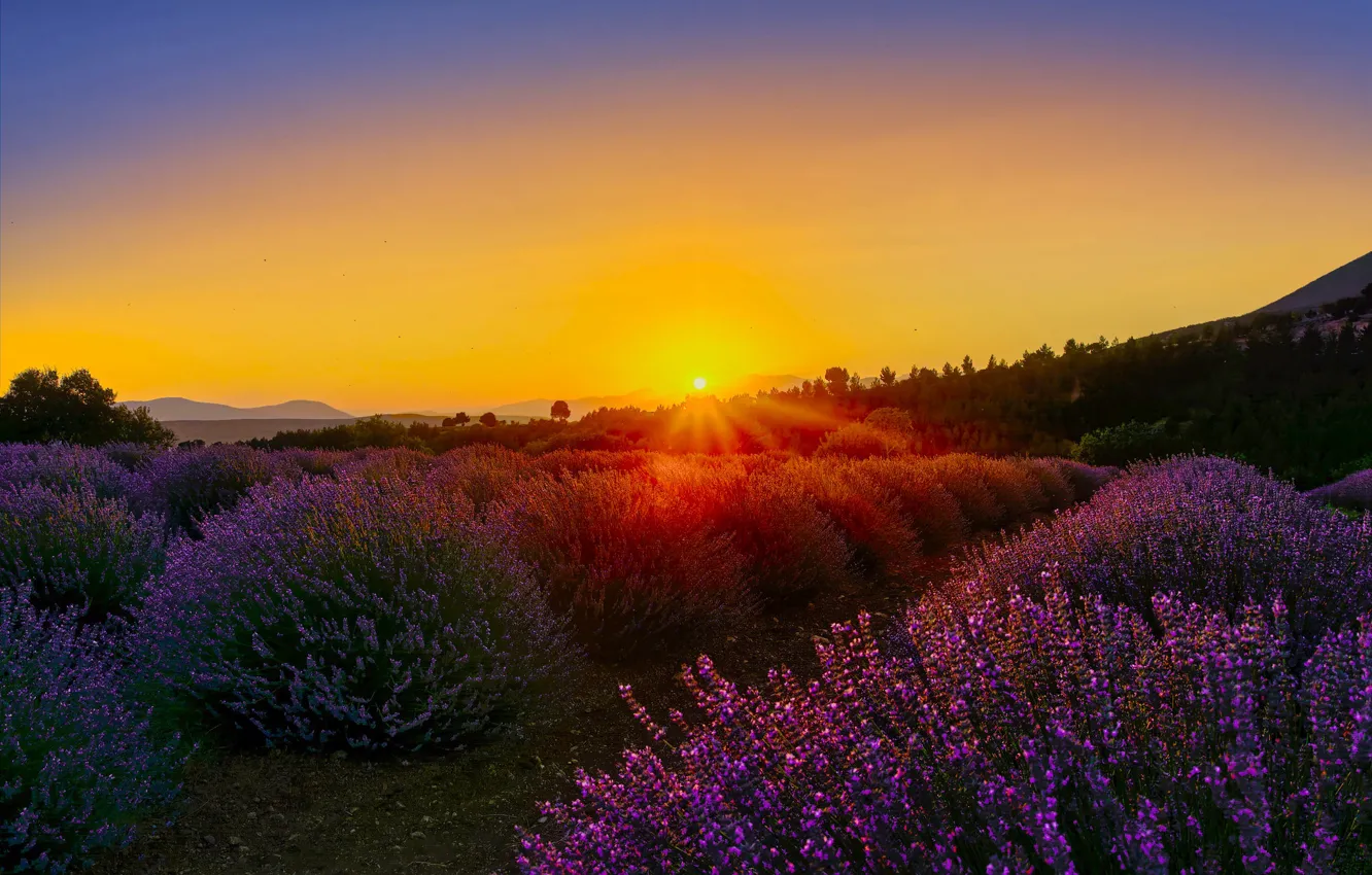 Photo wallpaper sunset, lavender, lavender field