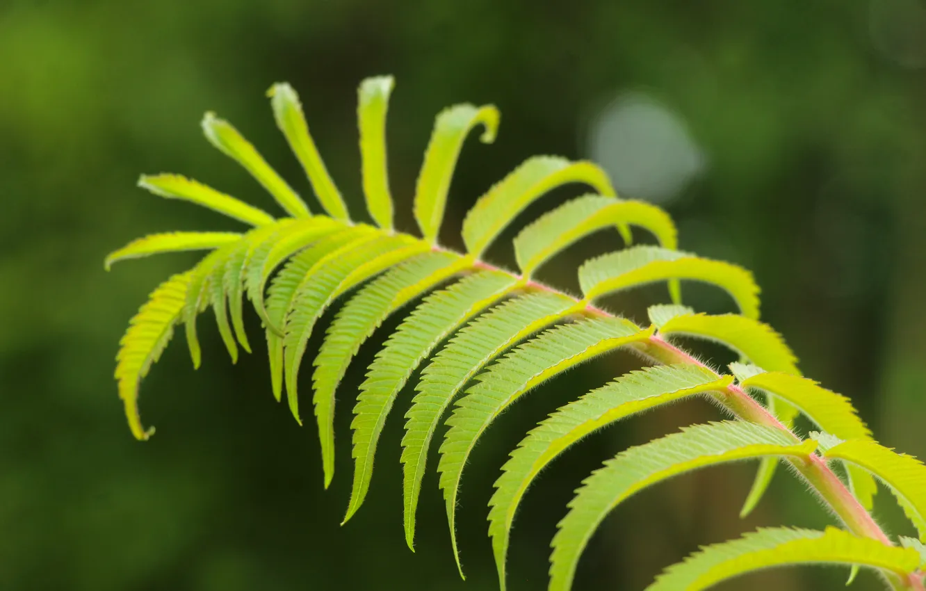 Photo wallpaper green, leaf, plant
