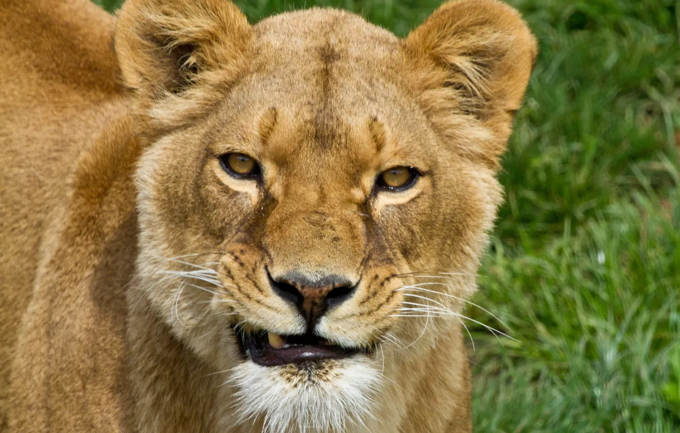 Photo wallpaper cat, look, face, lioness