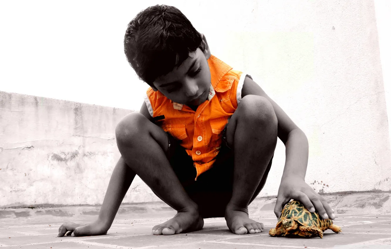 Photo wallpaper turtle, boy, plays, squat