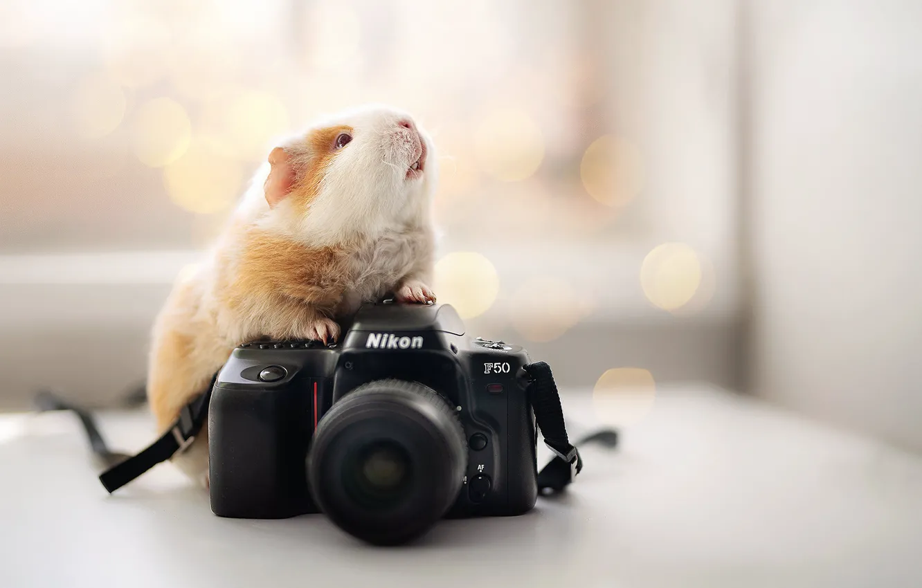 Photo wallpaper background, the camera, Nikon, Guinea pig, rodent
